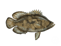 Tripletail